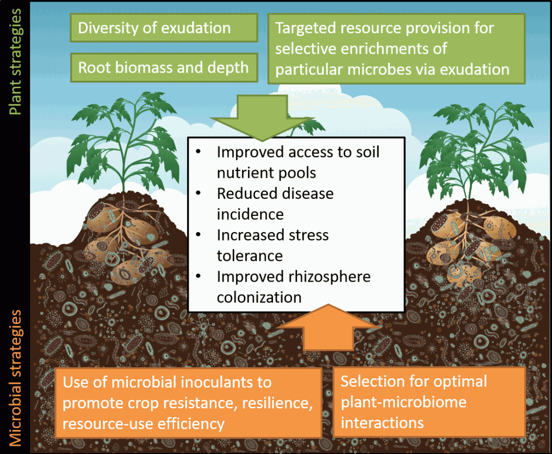 Potatometabiome Harnessing The Potato Microbiome Interactions For Development Of Sustainable 9825